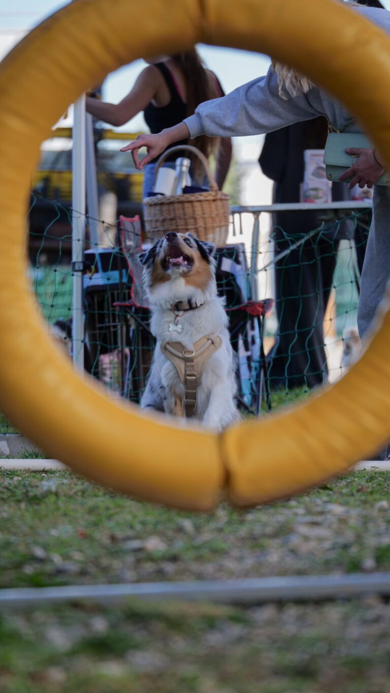 CYNOPRO – PORTES OUVERTES 2025